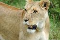 Hungry lioness